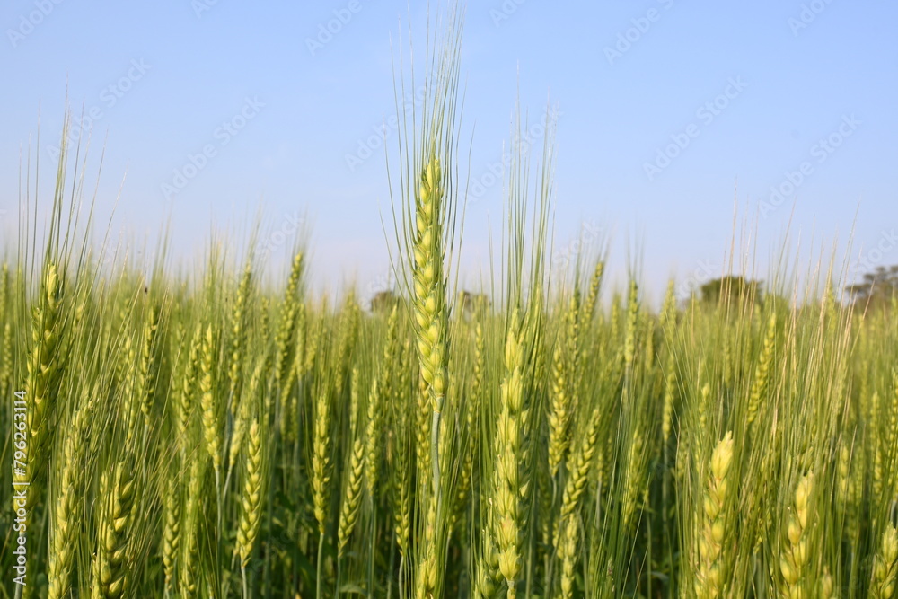Ears of wheat plants. Panoramic view of green field of wheat a clear sunny day. Green wheat field swaying in the wind. Beautiful view of green field. Ears of wheat plants. Panoramic view of green field of wheat a clear sunny day. Green wheat field swaying in the wind. Beautiful view of green field.