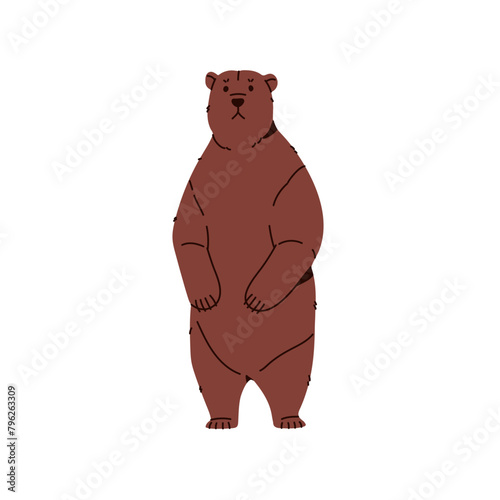 Cute big brown bear stands on its hind legs. Adorable confused grizzly. Woodland animal, forest inhabitant. Siberian taiga or eurasian fauna. Flat isolated vector illustration on white background