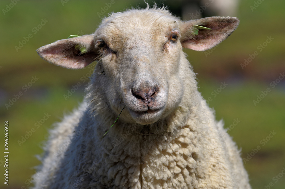 Sheep close up, animal portrait. Sheep farm.