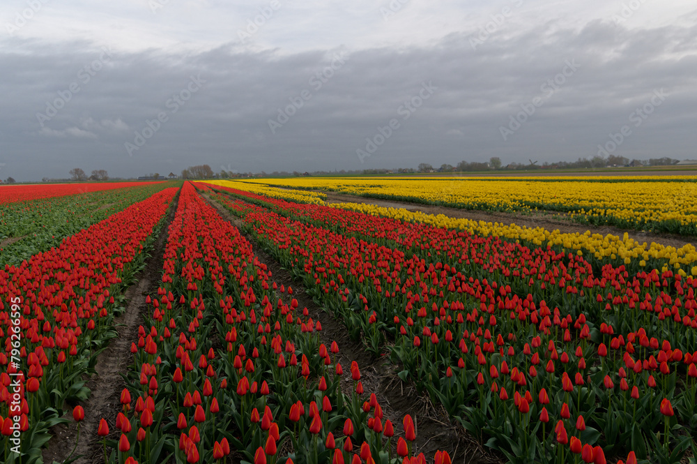 Tulip cultivation in the Netherlands, floral background. Beautiful colours.