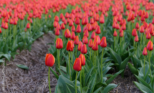 Tulip cultivation in the Netherlands, floral background. Beautiful colours.