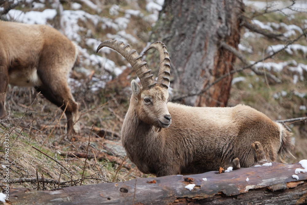 portrait of an ibex capricorn steinbock in pontresina grisons graubuenden switzerland swiss CH portrait of an ibex capricorn steinbock in pontresina grisons graubuenden switzerland swiss CH