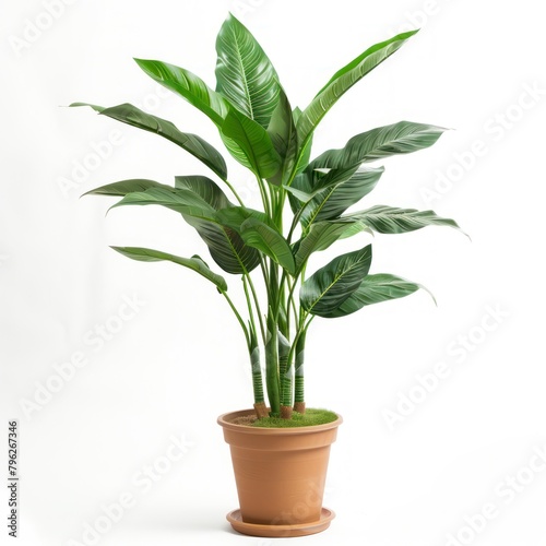plant on pots, white background