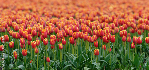 Tulip cultivation in the Netherlands, floral background. Beautiful colours.