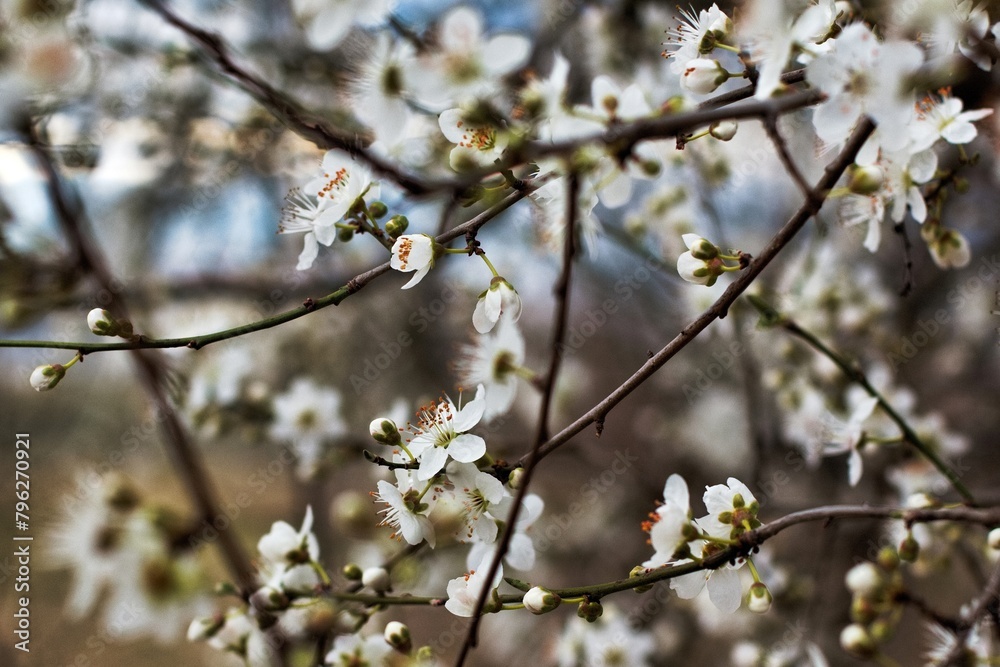 white cherry blossoms in spring in March in the city in one of the courtyards of the city of Munich
branches with cherry flowers
white cherry blossoms in spring in March in the city in one of the courtyards of the city of Munich
branches with cherry flowers