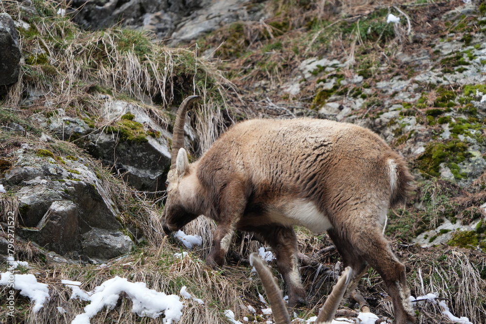Fototapeta premium ibex, steinbock, mountain goat on a rock in pontresina graubuenden switzerland ch swis alps