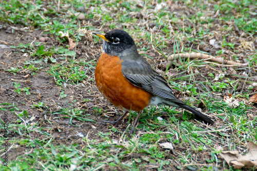 Male American Robin (Turdus migratorius) looking for worms on a lawn