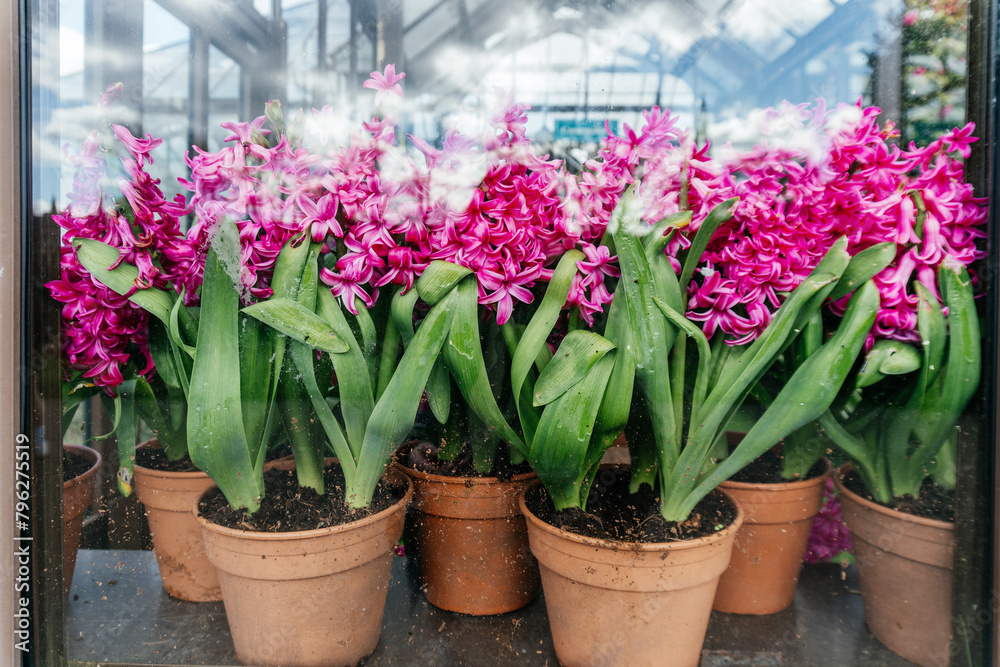 Fresh Pink Hyacinths Growing in Pots in a Greenhouse