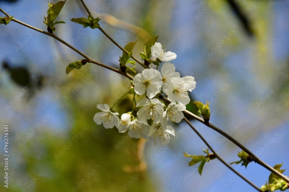 Obraz premium Fleurs de cerisiers