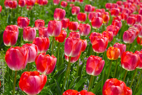 Beautiful tulip flower garden. The Expo 70 Commemorative Park  Osaka  Japan