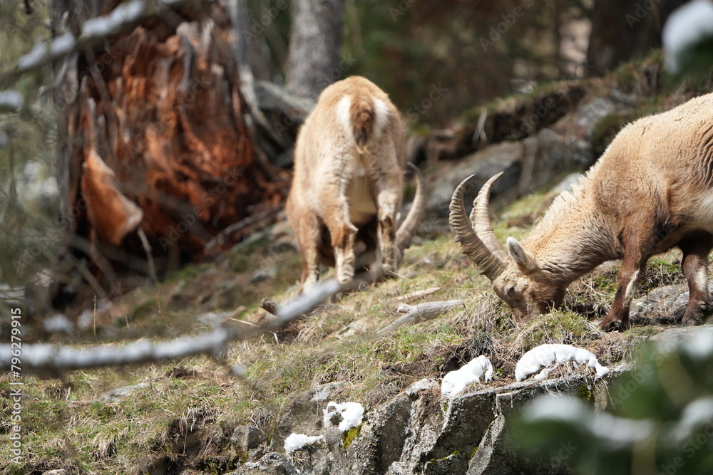 herd of steinbock capricorns grazing in Pontresina, Graubuenden, during summer. Ibex herd. herd of steinbock capricorns grazing in Pontresina, Graubuenden, during summer. Ibex herd.