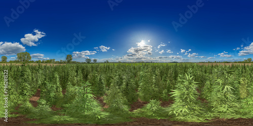 cannabis stevia hemp drug plantation field 360° vr environment equirectangular