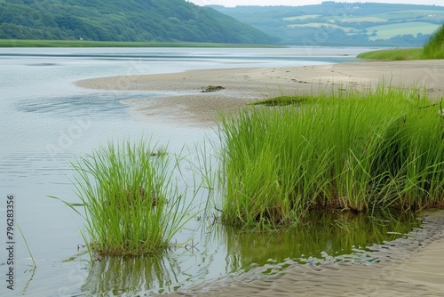 Summer Landscape with Reed Grass in Brackish Water of River Flowing into Ocean Bay