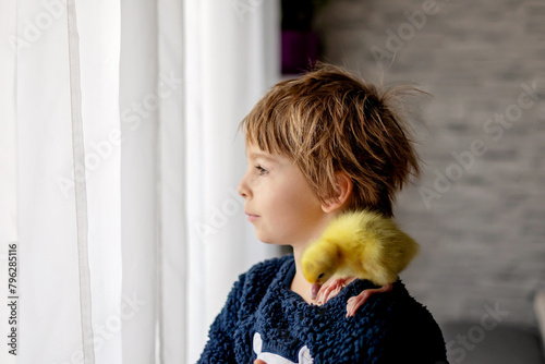 Happy beautiful child, kid, playing with small beautiful ducklings or goslings, cute fluffy animal birds