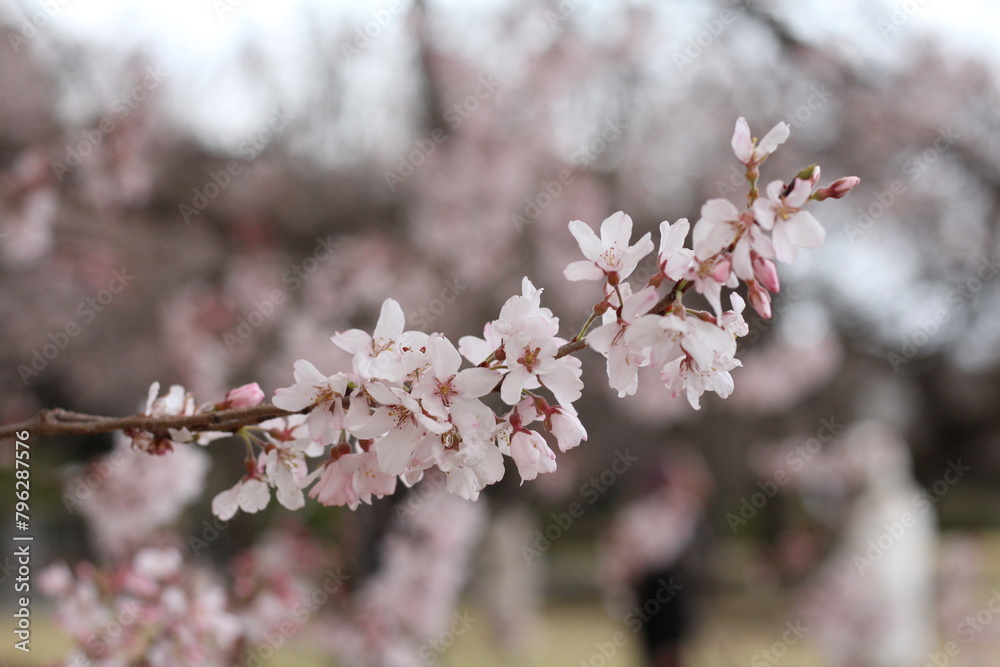 Fototapeta premium Spring cherry blossom sakura with blue sky in japan