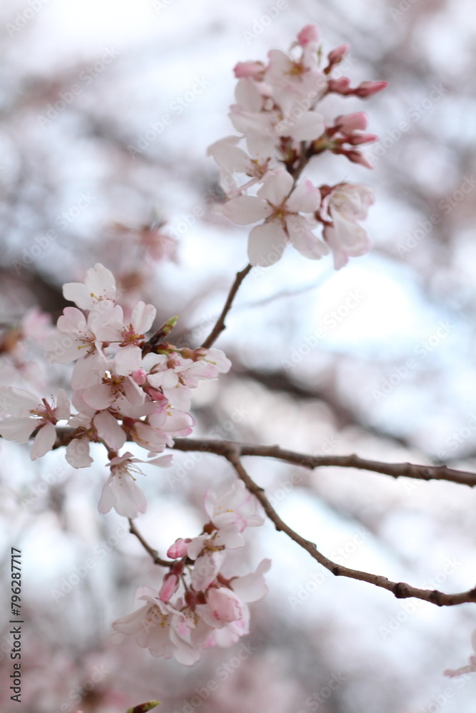 Spring cherry blossom sakura with blue sky in japan