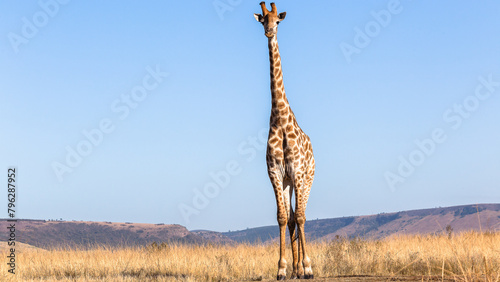 One Giraffe Animal Blue Sky Landscape