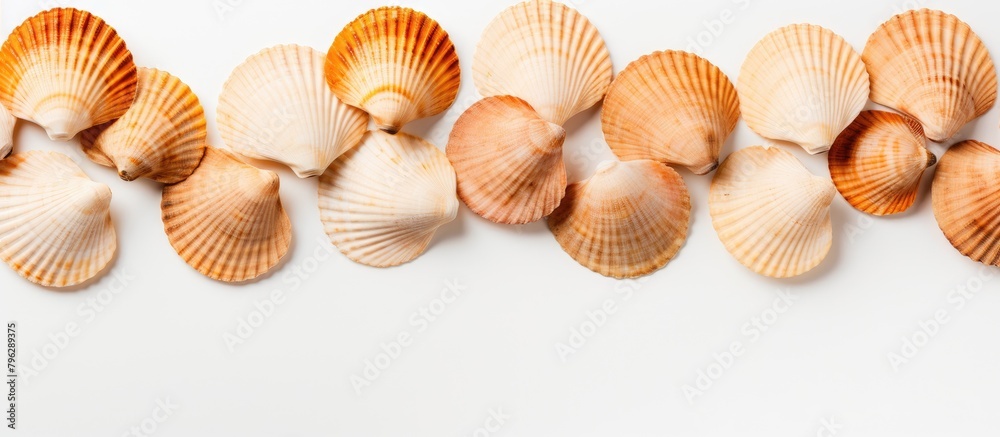 Sea shells arrangement on a white surface