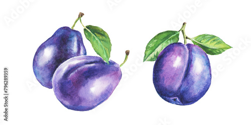Plum , purple plums , hand drawn watercolor illustration of fruits, plum branch, sweet food, watercolor illustration photo