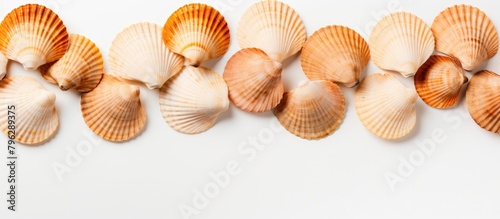 Sea shells arrangement on a white surface