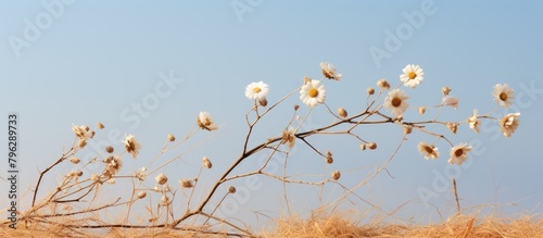 Field of withered plants under clear sky