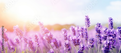 Lavender blooms under sun rays