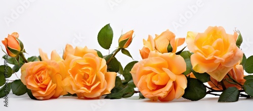 Many orange roses white table photo