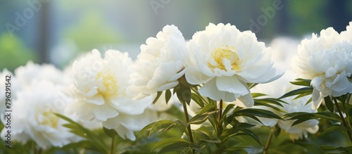 Many blooming white garden flowers