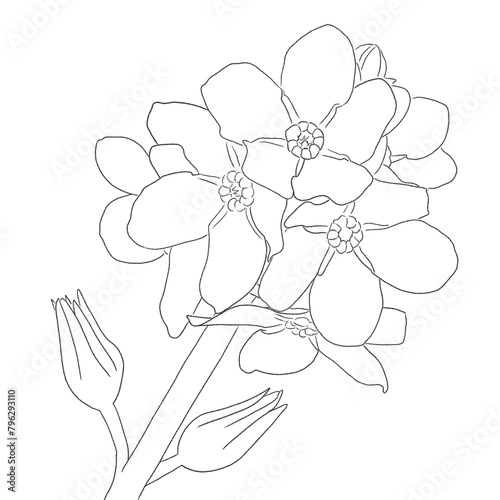 ink line drawing of forget-me-not flowers on a white background