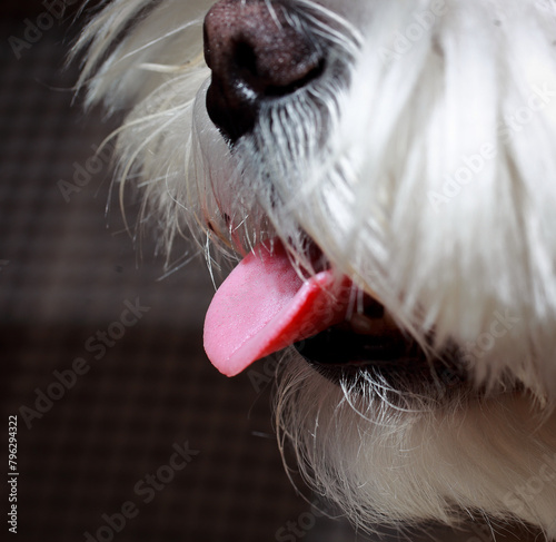 a cute face of a Maltese dog