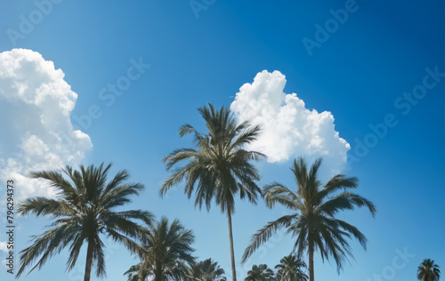 Palm Trees Under Blue Sky with White Clouds: Tranquil Tropical Scene