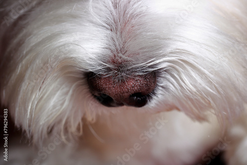 a cute face of a Maltese dog