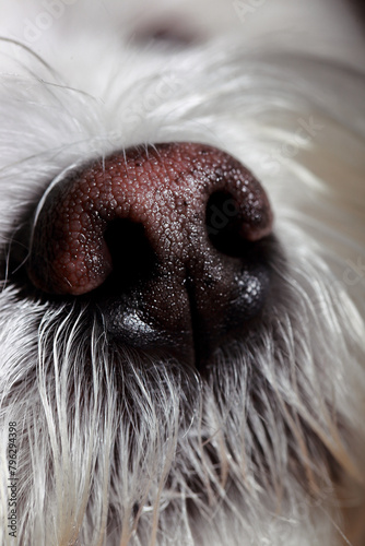 a cute face of a Maltese dog