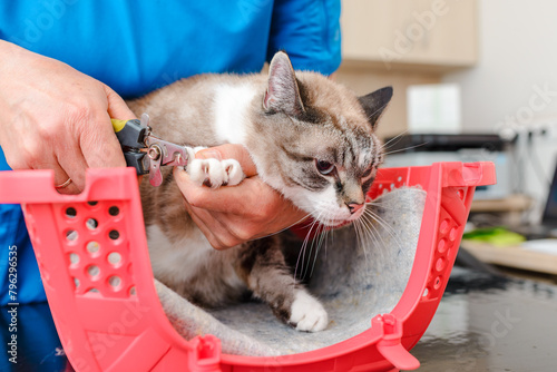 A veterinarian performs a cat's nail trimming procedure. closeup.