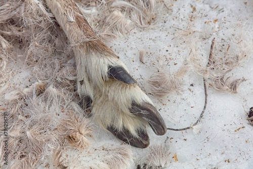 Картината върху платно Closeup of hooves of reindeer carcase at Aittakuru in lying in snow in spring, Pelkosenniemi, Lapland, Finland
