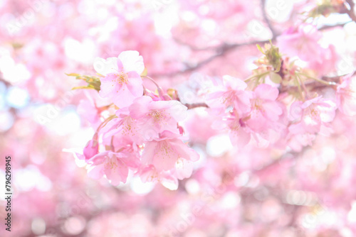 Spring cherry blossom sakura with blue sky in japan