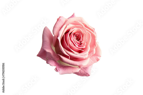 pink rose head png object isolated on transparent background, mockup, design, template, layout, sticker