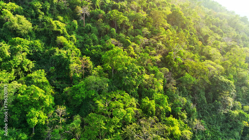 Majestic tropical forest on towering mountains, bathed in sunlight, where colossal trees reach for the heavens. Lush green canopy and oxygen factories concept. Aerial view drone. 