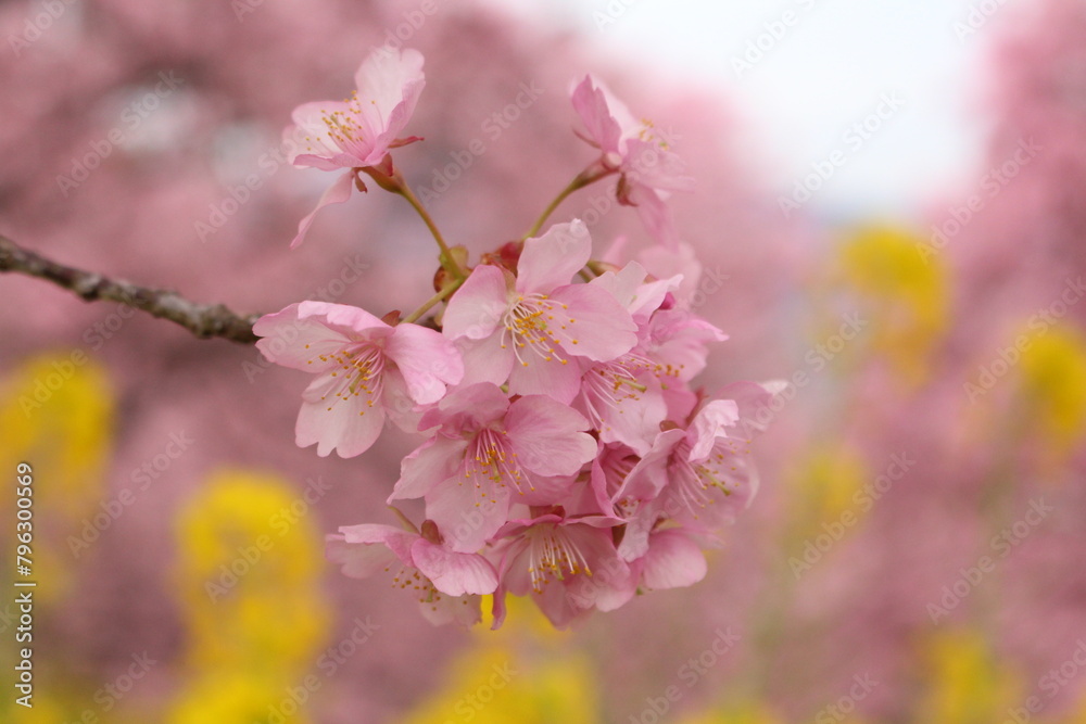 Spring cherry blossom sakura with blue sky in japan Spring cherry blossom sakura with blue sky in japan