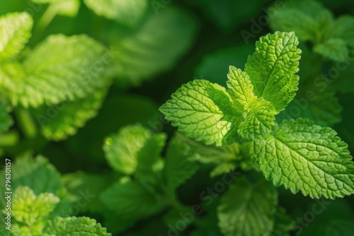 Detailed view of a plant with vibrant green leaves, suitable for botanical and nature themes