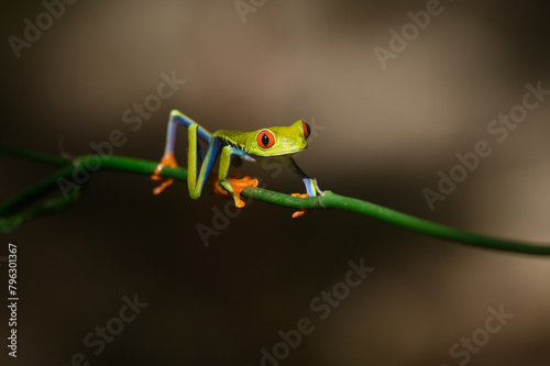 Red-eyed Tree Frog, Agalychnis callidryas, sitting on the green leave in tropical forest in Costa Rica. photo