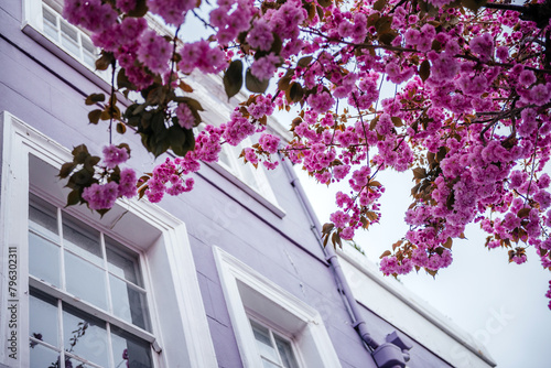 Lavender-Hued Townhouse Adorned with Pink Cherry Blossoms