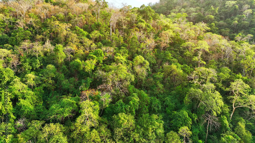 Majestic tropical forest: Towering trees on high mountains bask in golden sunlight, creating a breathtaking natural spectacle. Carbon storage and shelter for wildlife concept. Drone view. 