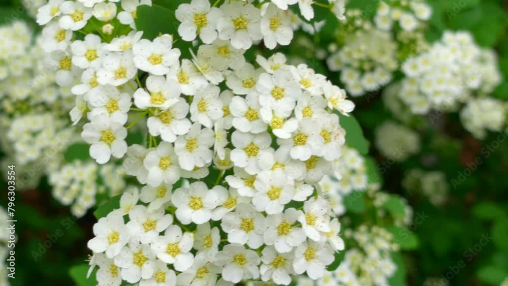 white flowers on the tree white flowers on the tree
