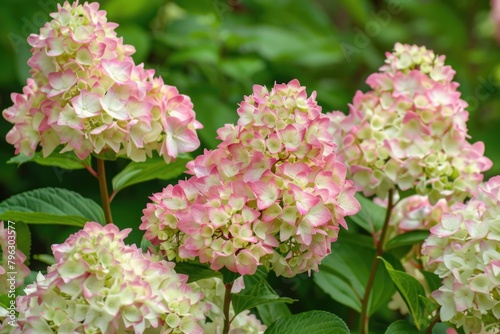 Beautiful pink and white flowers with vibrant green leaves, perfect for botanical or nature-themed designs