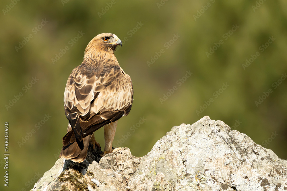 Fototapeta premium Booted Eagle male in pale phase in a Mediterranean forest at first light of day