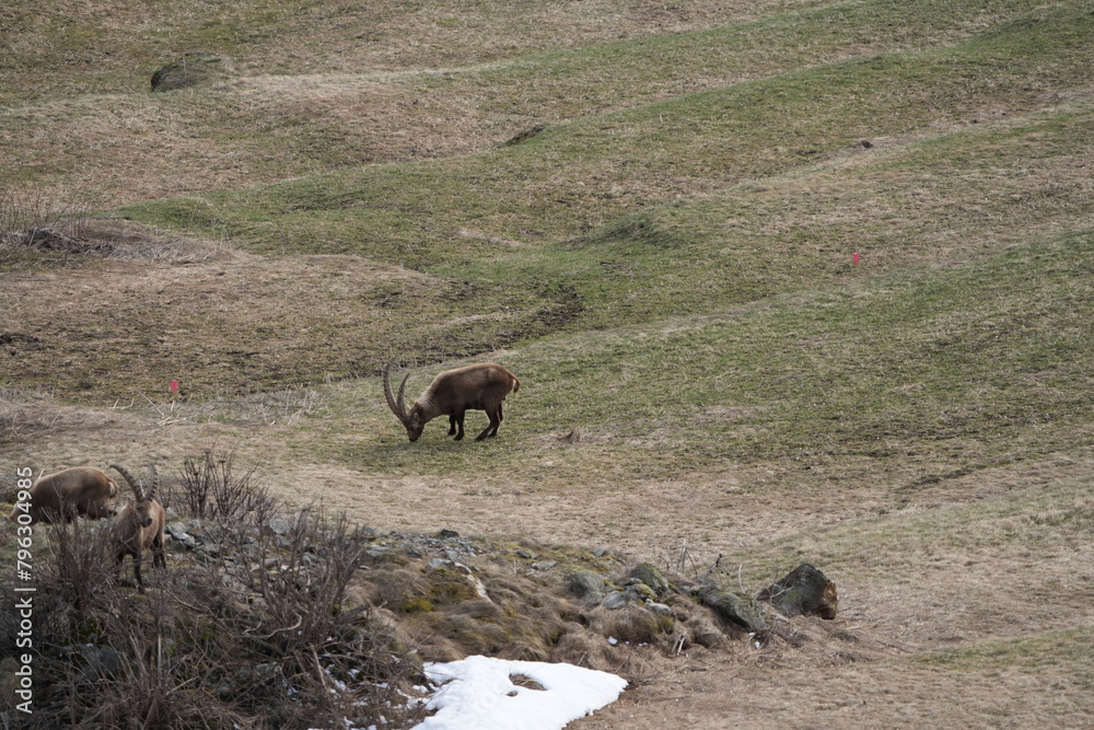 Fototapeta premium heard of Ibexes (Steinbock), Ibex, Carpricorn in Pontresina Graubuenden, part of a herd, snow, switzerland