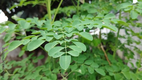 Wallpaper Mural Herbal plant Green Moringa leaves.  Magic herbal plants for health. Torontodigital.ca