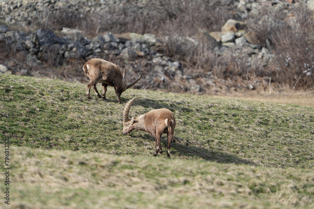 Fototapeta premium herd of steinbock capricorns grazing in Pontresina, Graubuenden, during summer. Ibex herd.