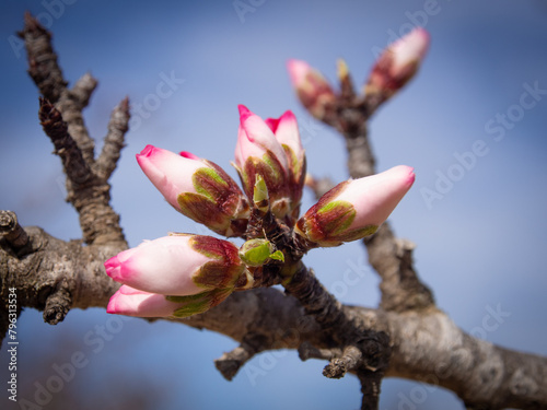 In the frame the blossoming almond tree branches, the background blurred. Almond flowers on blue sky.